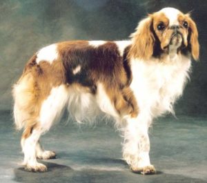 King Charles Spaniel Bilder & Fotos - Hund.ch