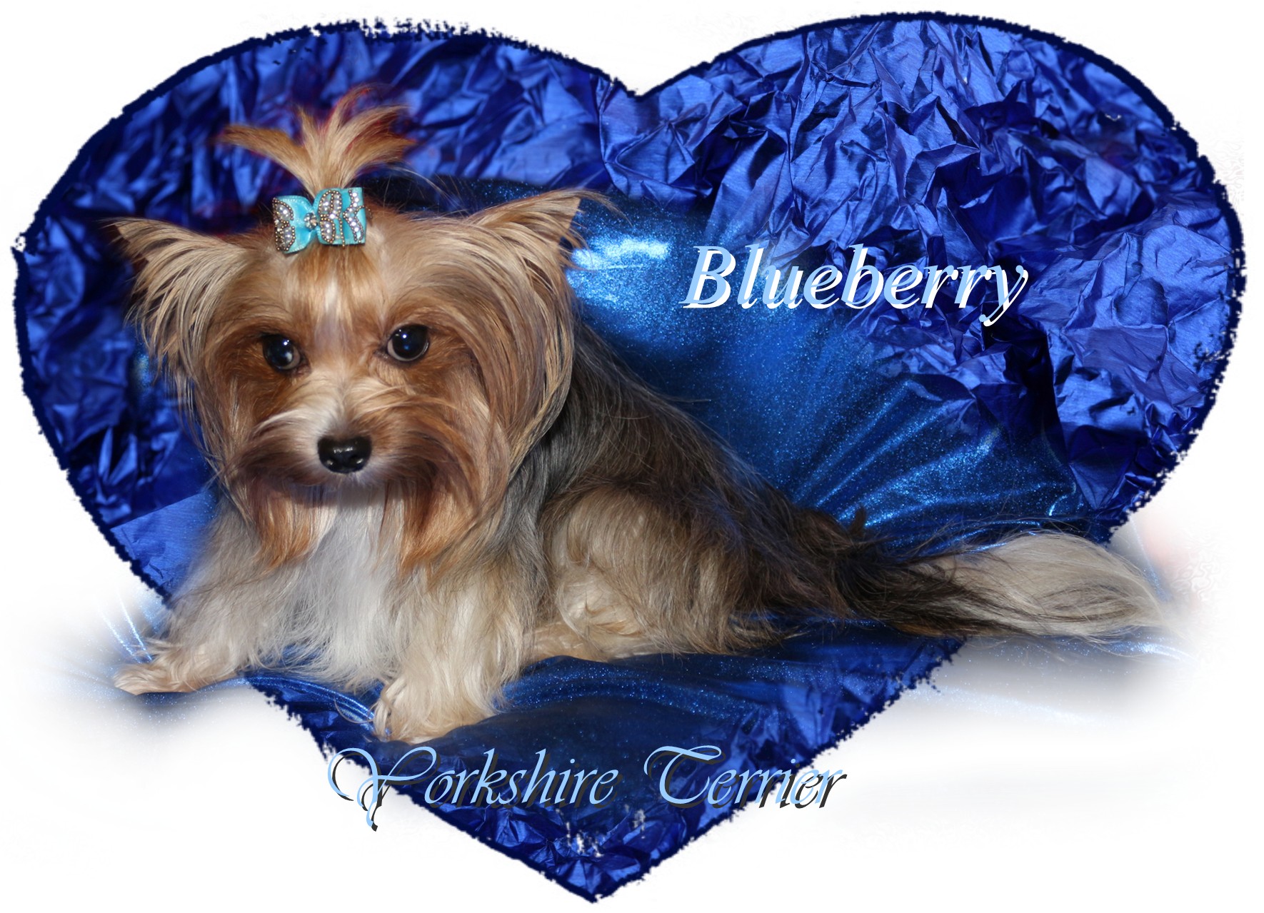 Blueberry Yorki