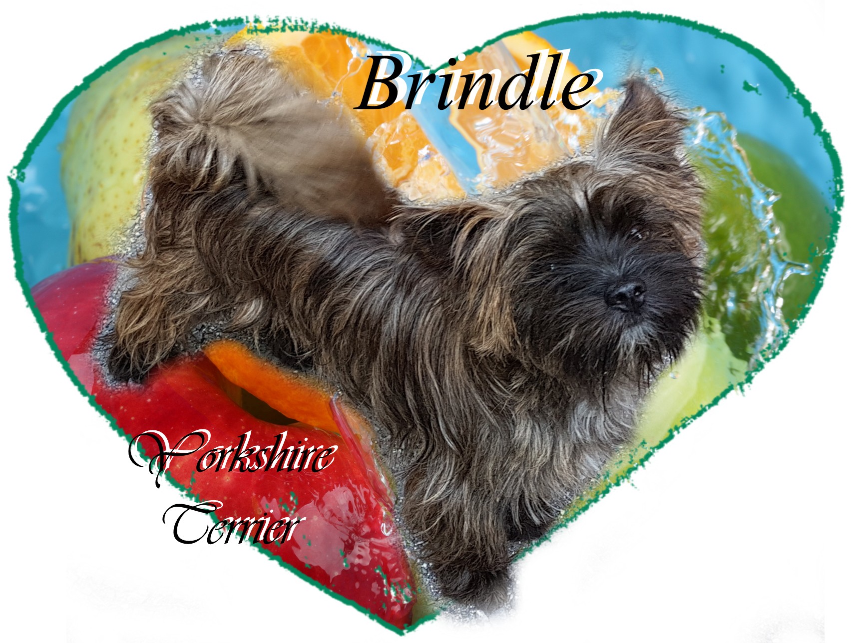 Brindle Yorkshire Terrier