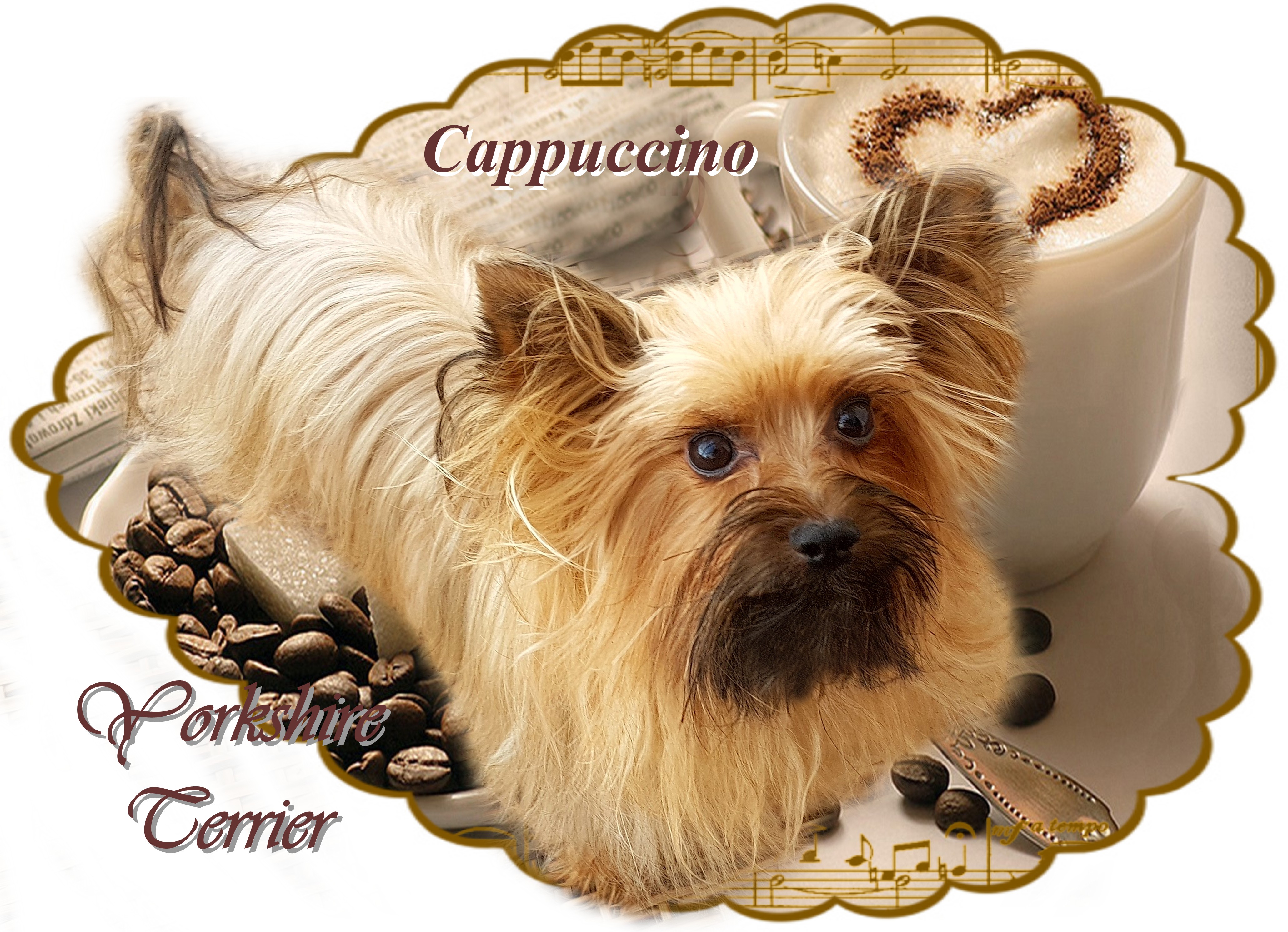 Cappuccino Yorkshire Terrier