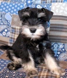 American Zwergschnauzer