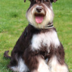 Amerikanischer Zwergschnauzer