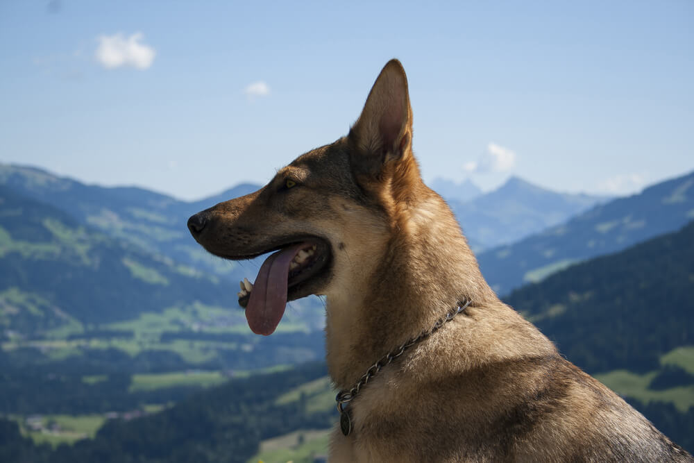 Wolfhund - American Wolf Dog