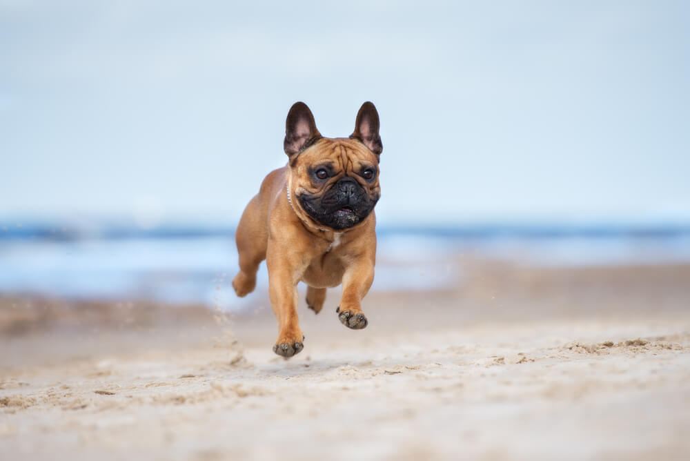 Bulldogge am Strand