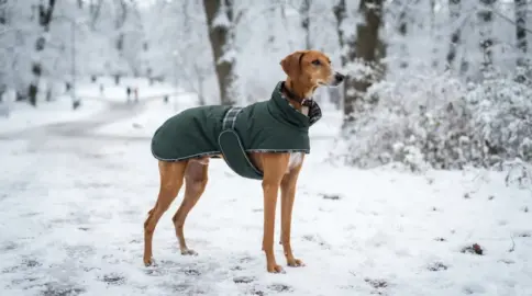 Azawakh im Winter: Warum friert die Rasse so schnell?