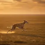 Azawakh ohne Leine: Kann man einem Windhund wirklich Freilauf beibringen?
