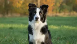 Border Collie in der Pubertät