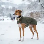 Braucht ein Azawakh im Winter einen Mantel?