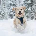 Darf mein Hund Schnee fressen?