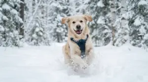 Darf mein Hund Schnee fressen?