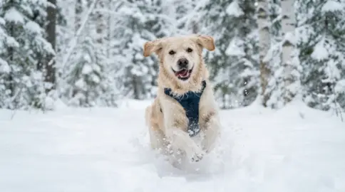 Darf mein Hund Schnee fressen?