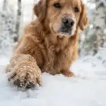 Frieren Hunde an den Pfoten? So erkennt man Unterkühlung