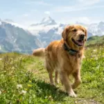 GPS-, Gesundheits- und Aktivitätstracker für Hunde: Was bringen sie wirklich?