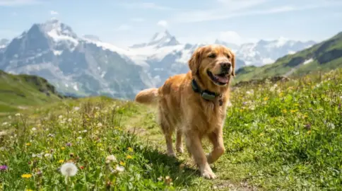 GPS-, Gesundheits- und Aktivitätstracker für Hunde: Was bringen sie wirklich?