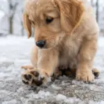 Streusalz beim Hund: Was passiert, wenn er es von den Pfoten leckt?