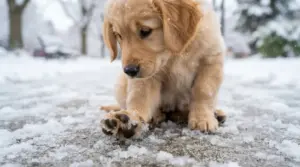 Streusalz beim Hund: Was passiert, wenn er es von den Pfoten leckt?