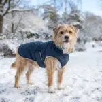 Wie lange darf ein Hund bei Minusgraden draußen bleiben?
