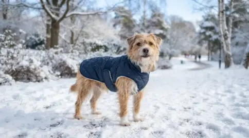 Wie lange darf ein Hund bei Minusgraden draußen bleiben?