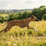 Wie viel Bewegung braucht ein Azawakh wirklich?