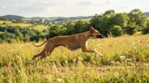 Wie viel Bewegung braucht ein Azawakh wirklich?