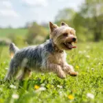 Wie viel Bewegung braucht ein Yorkshire Terrier?